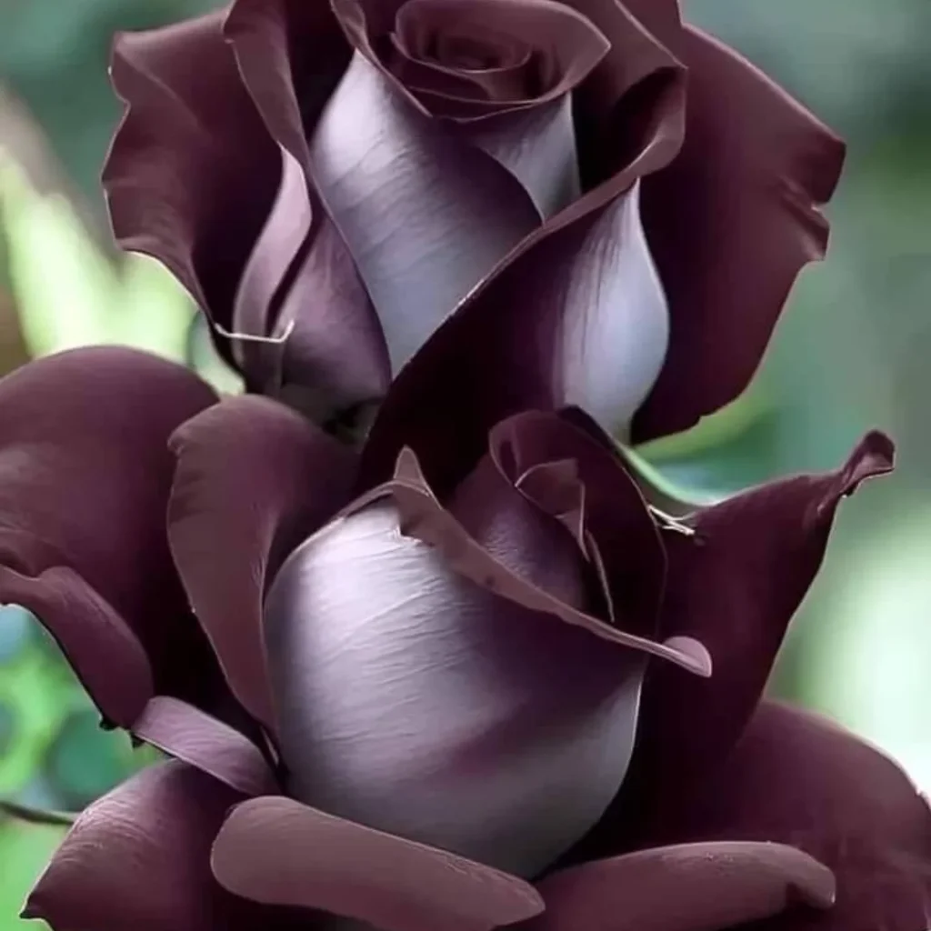Flowers DP