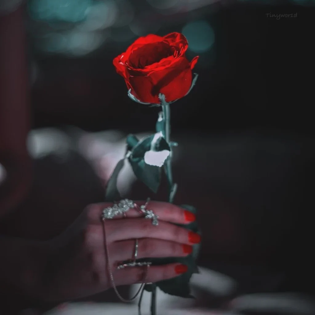 Rose DP