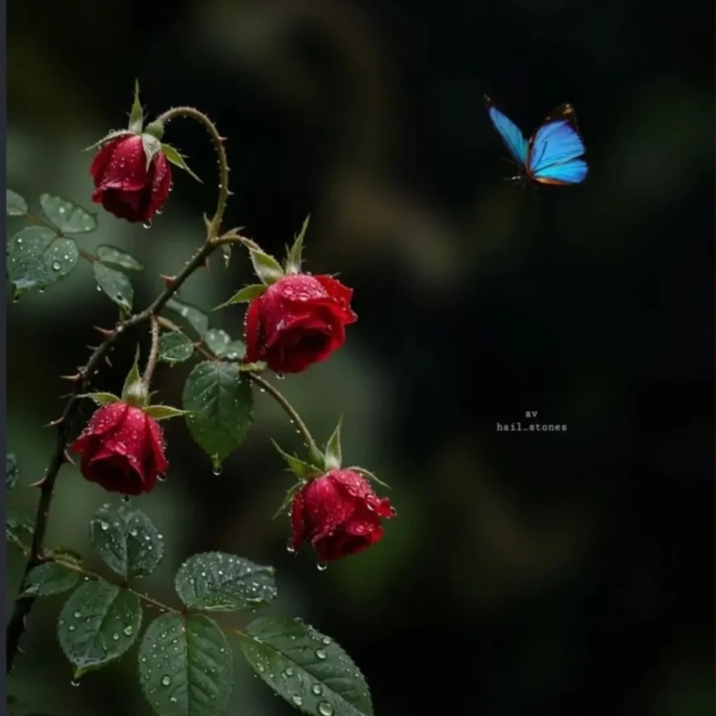 Beautiful Stylish Rose DP