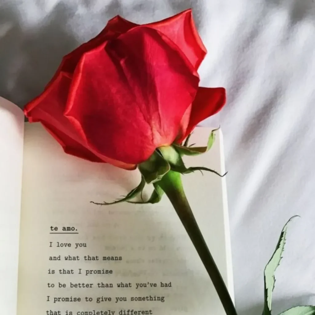 Beautiful Stylish Rose DP