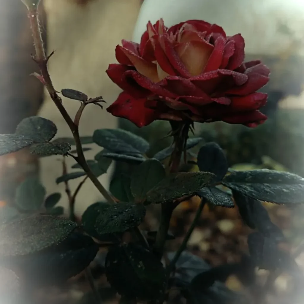 Beautiful Stylish Rose DP