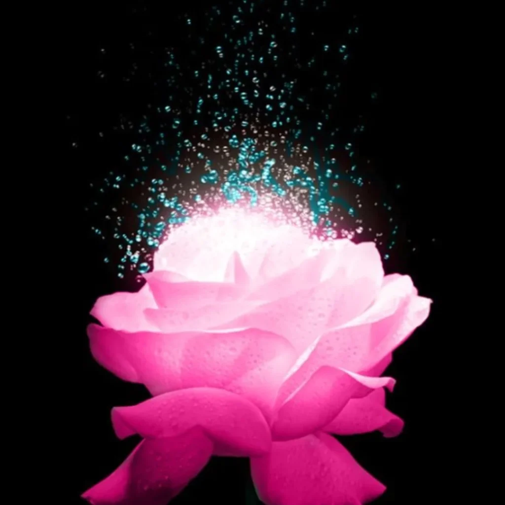 Rose DP
