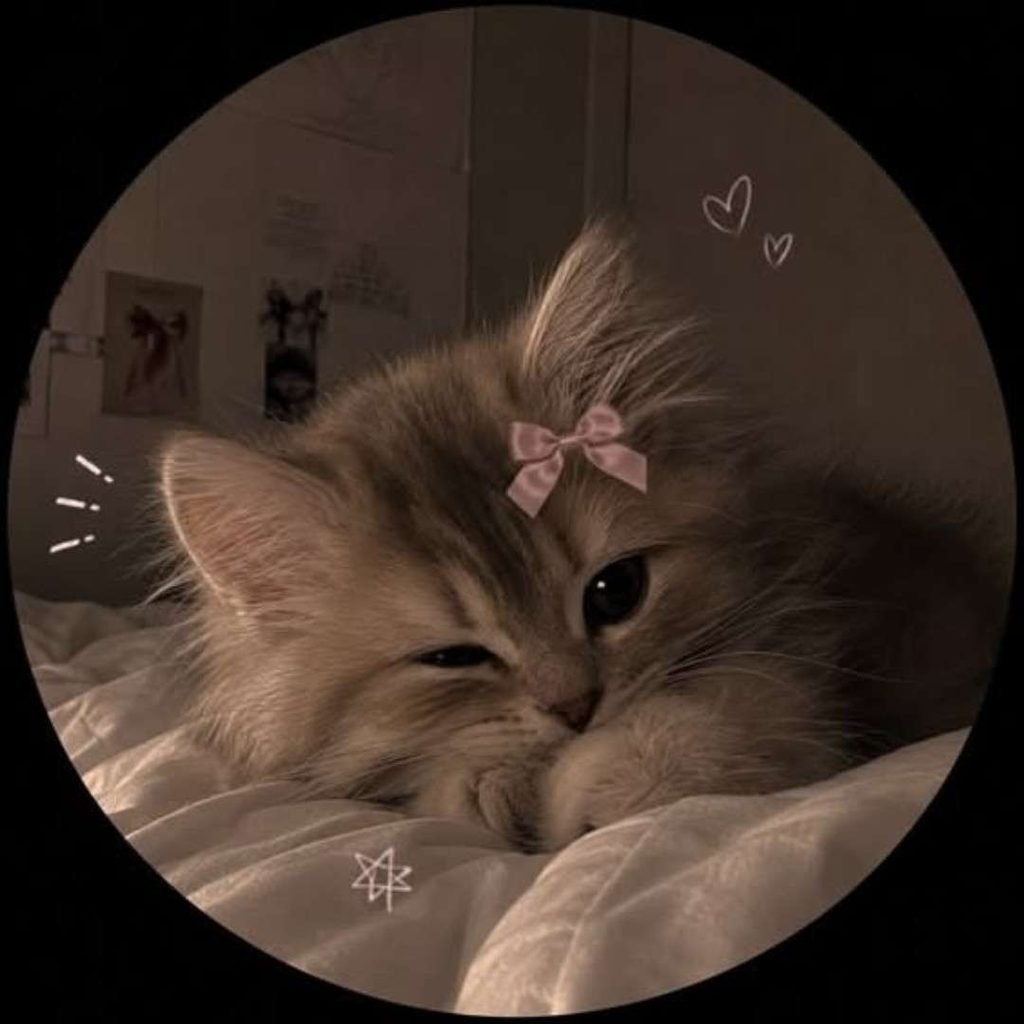 Cute Insta DP Cat
