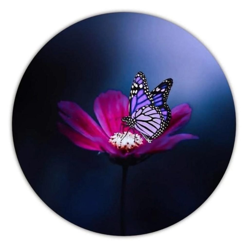 Trending DP Photo