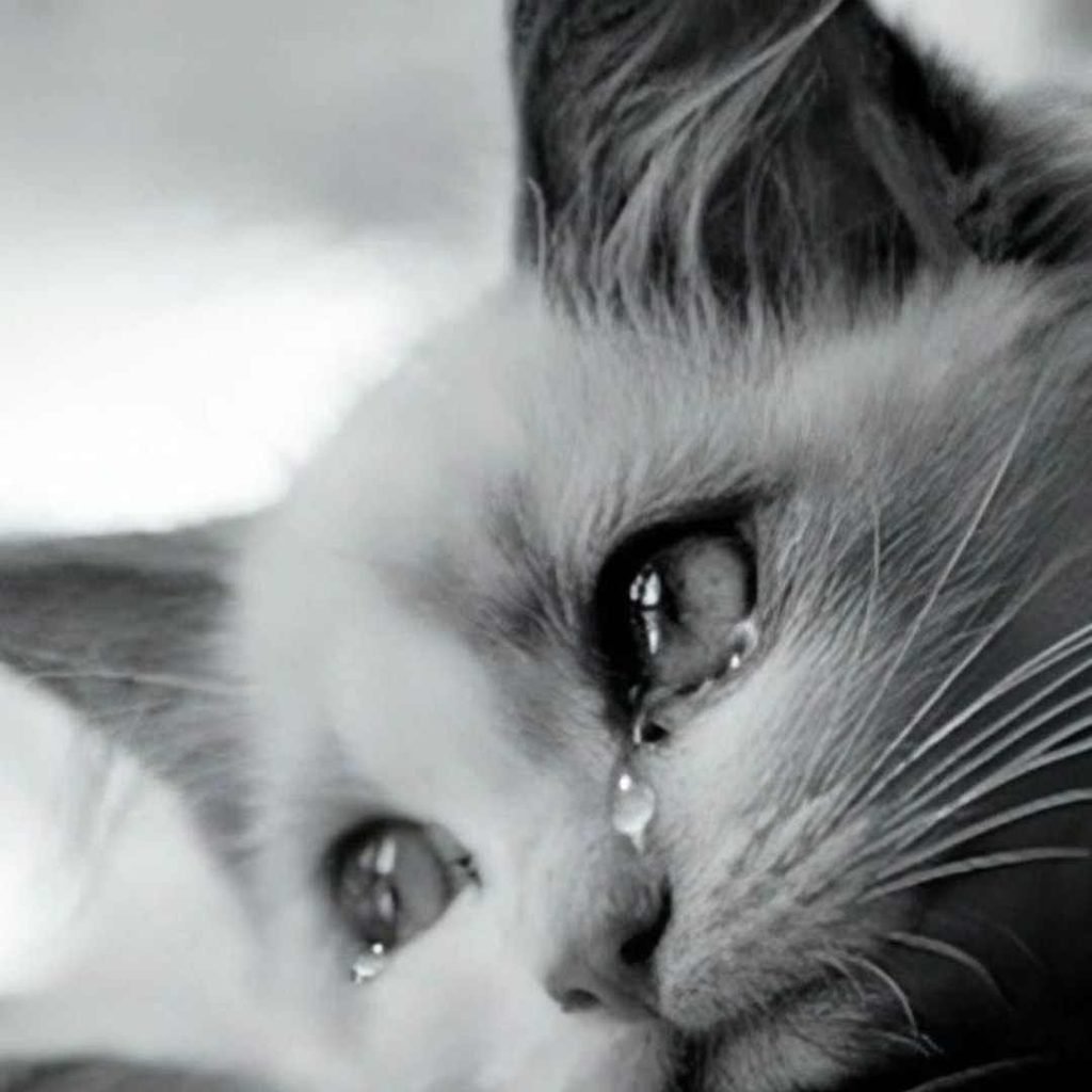 Sad DP