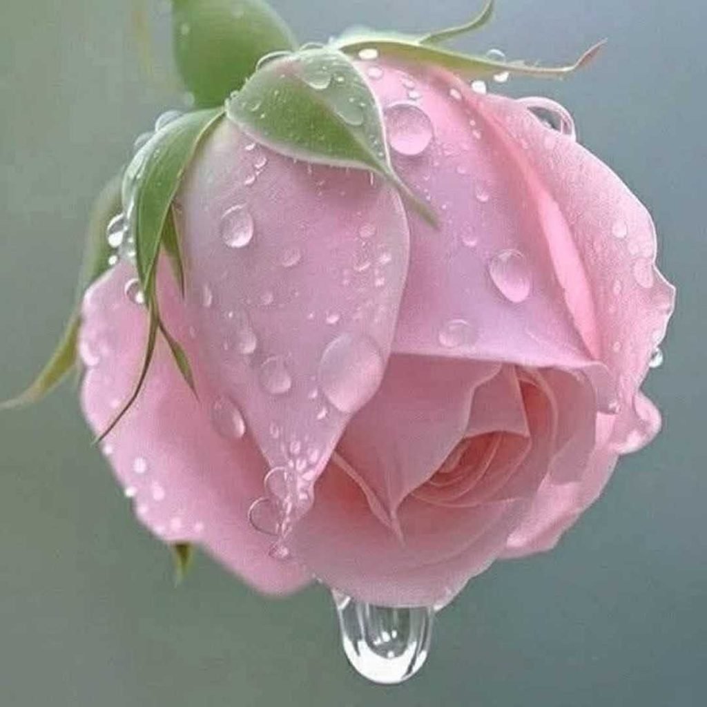 Attractive Standard WhatsApp DP